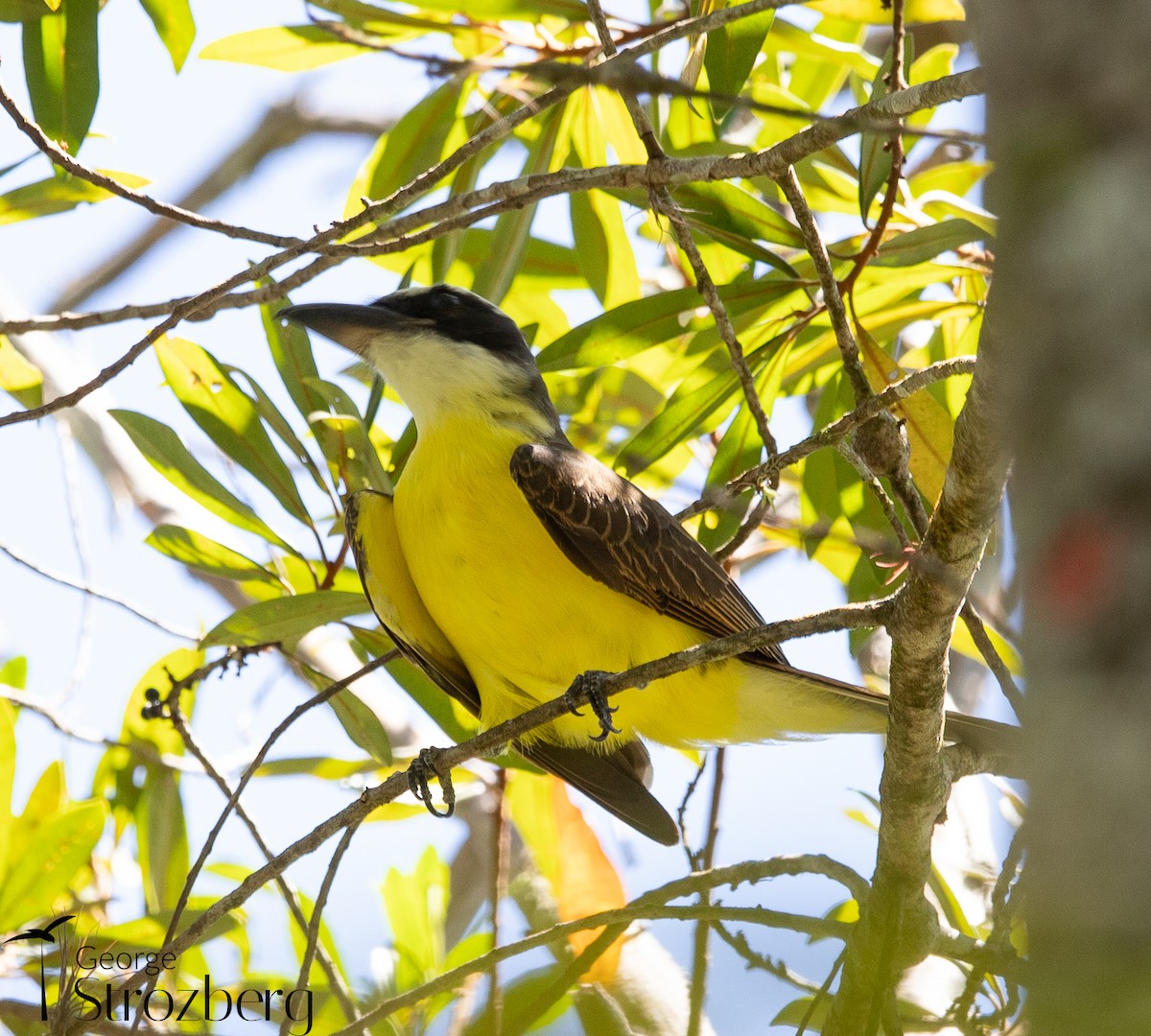 Boat-billed Flycatcher - ML631577378