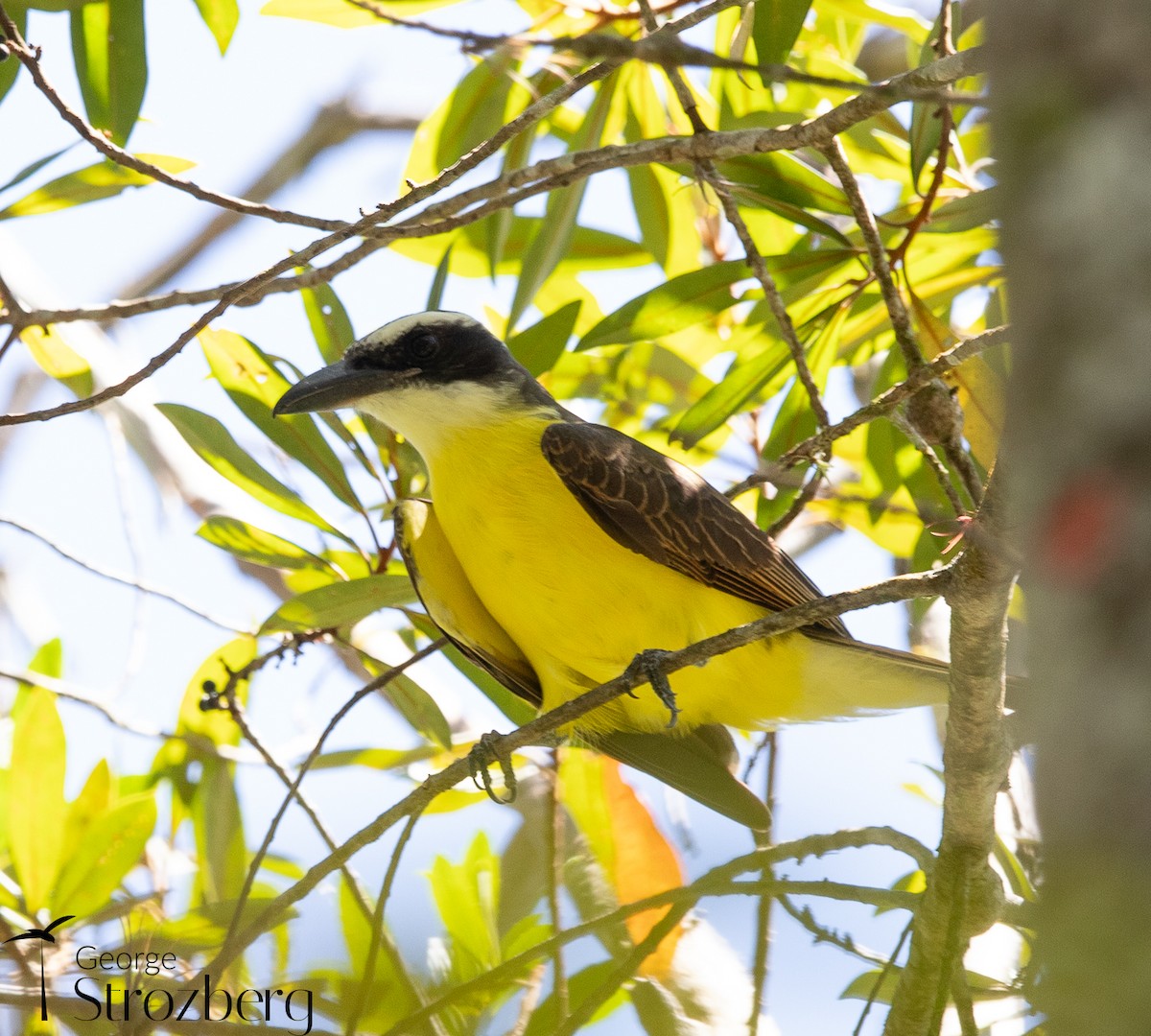 Boat-billed Flycatcher - ML631577379