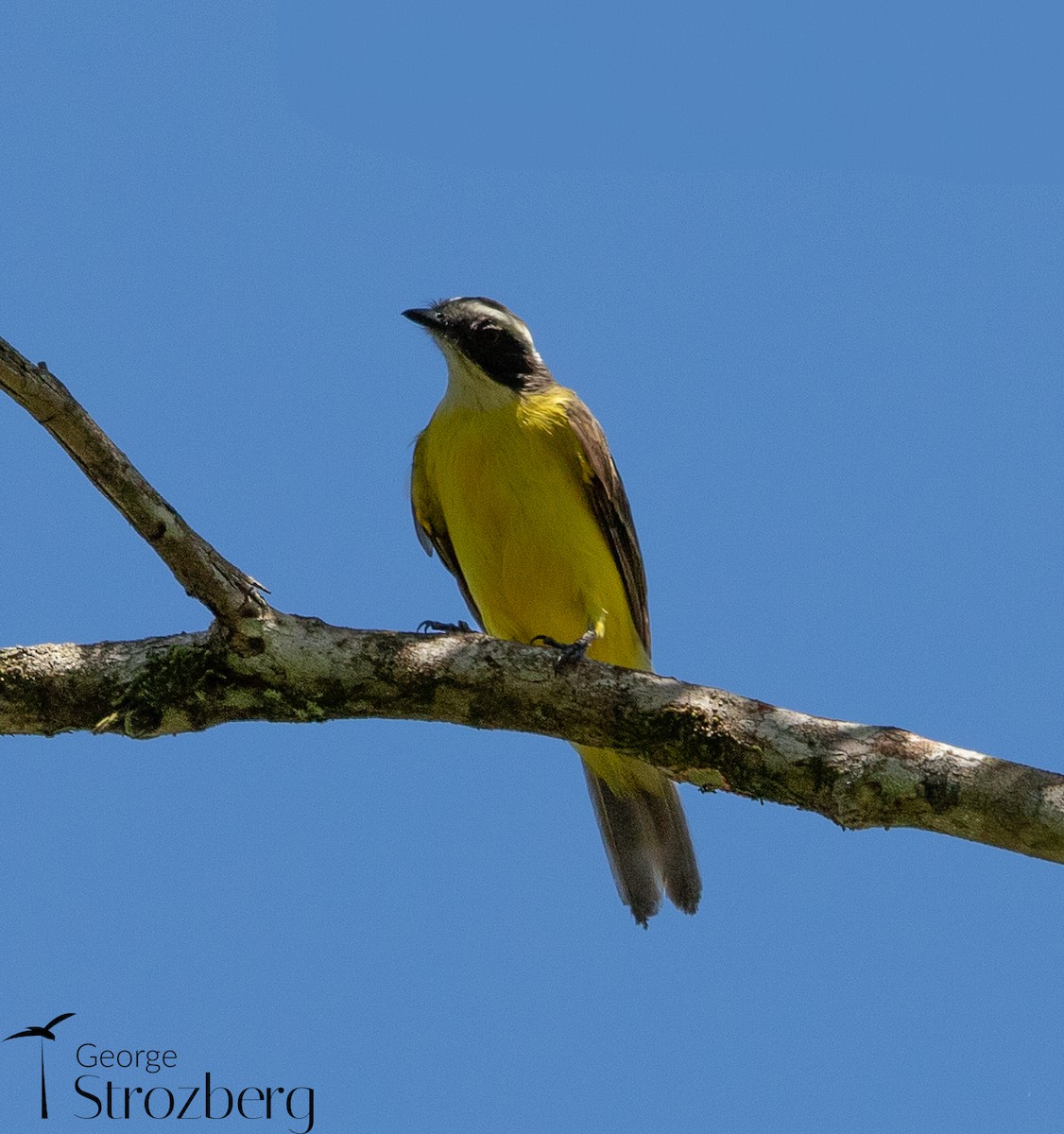 Social Flycatcher - ML631577458