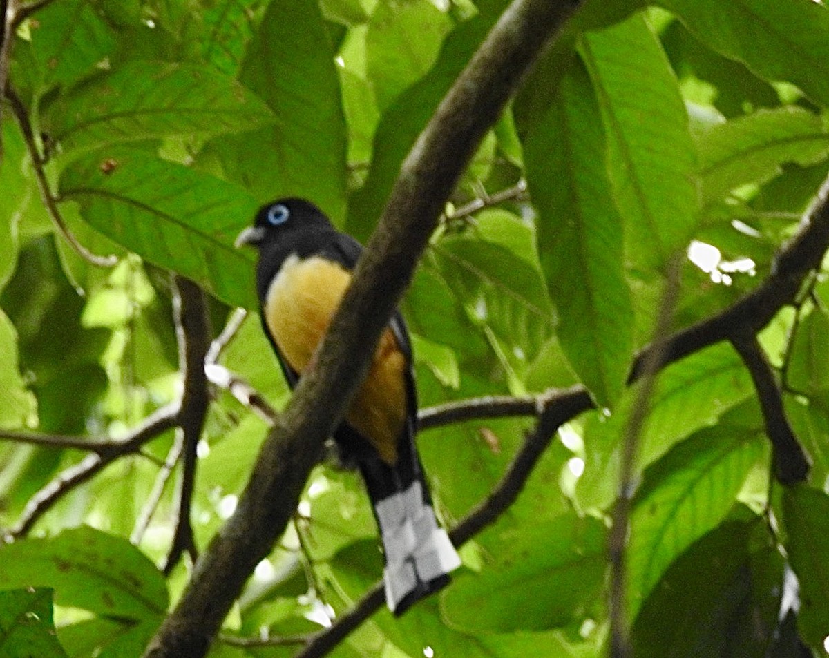 Black-headed Trogon - ML631577640