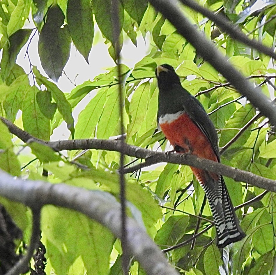 Collared Trogon - ML631577657