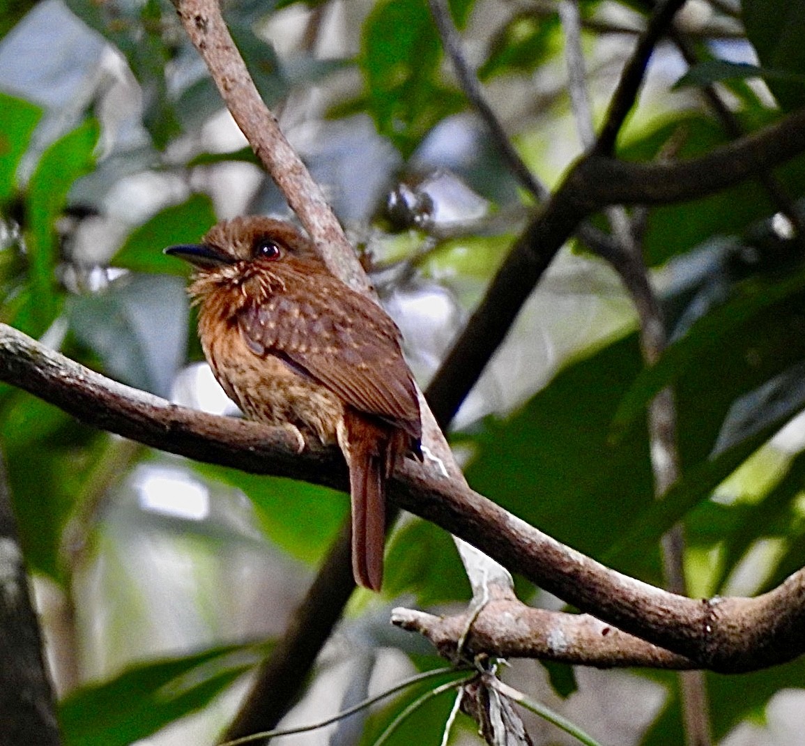 White-whiskered Puffbird - ML631577704