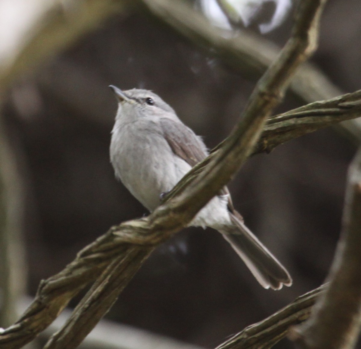 Ashy Flycatcher - ML631577737