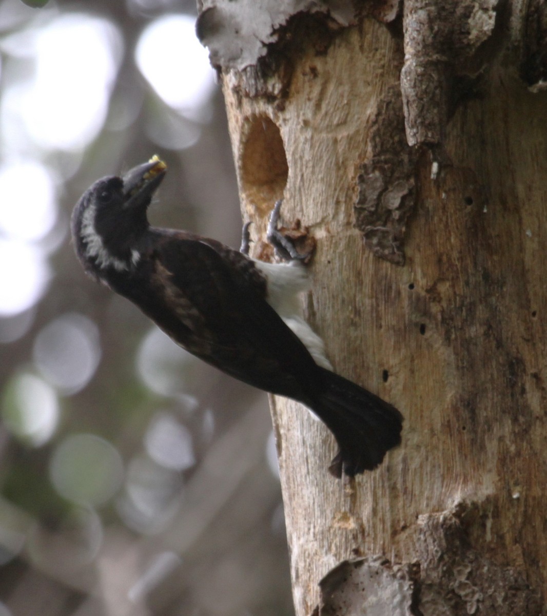 White-eared Barbet - ML631577765