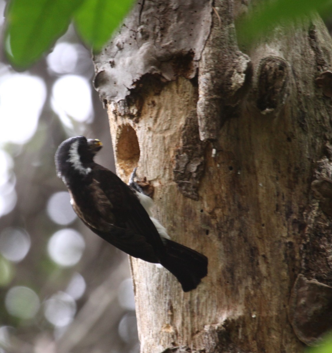 White-eared Barbet - ML631577766
