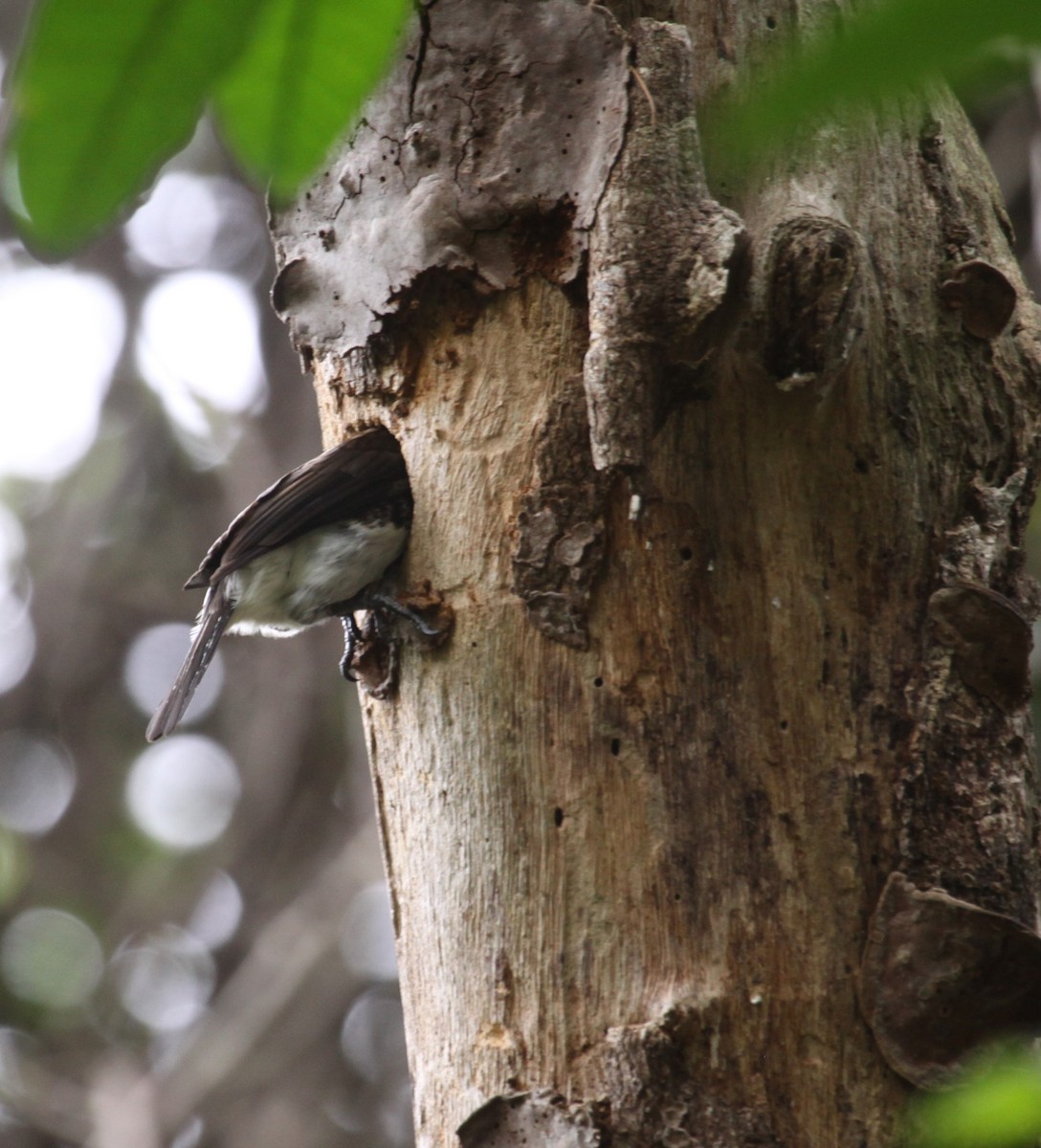 White-eared Barbet - ML631577767