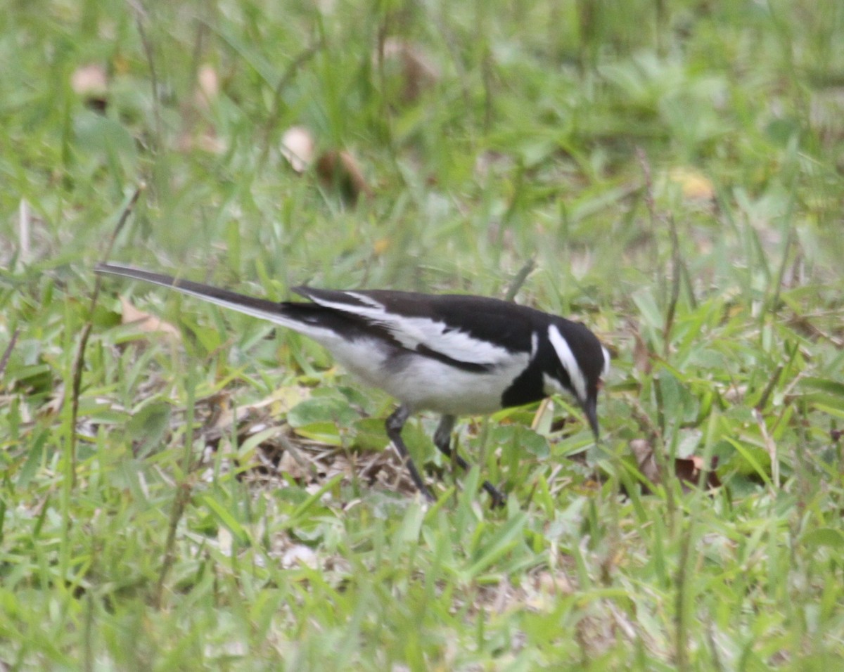 African Pied Wagtail - ML631577801