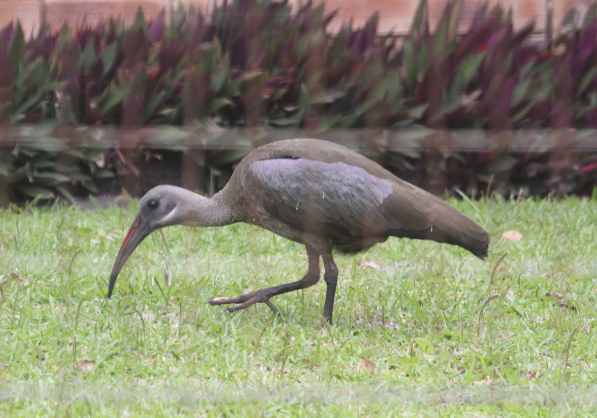 Hadada Ibis - ML631577946