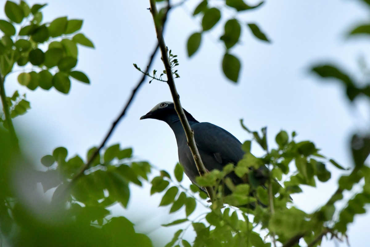 Ak Tepeli Güvercin - ML631578023