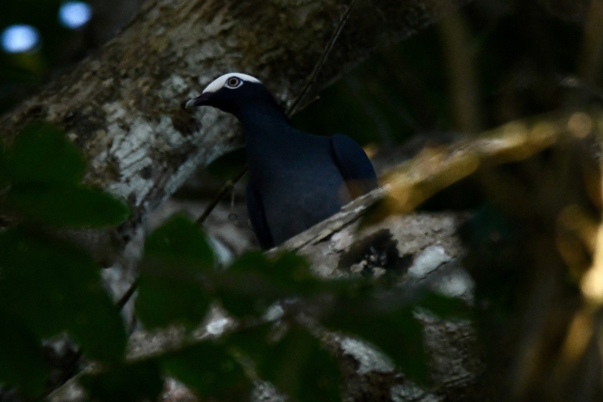 Ak Tepeli Güvercin - ML631578024