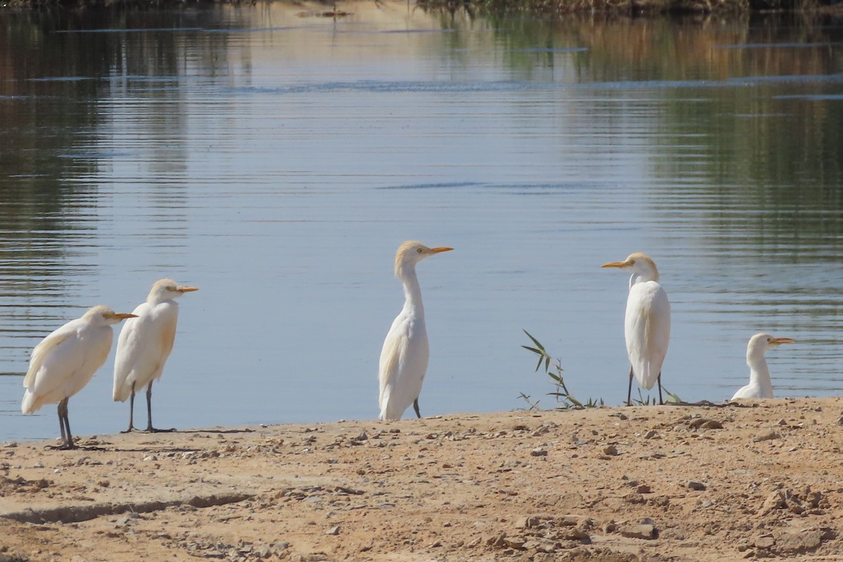 Western/Eastern Cattle-Egret - ML631578064