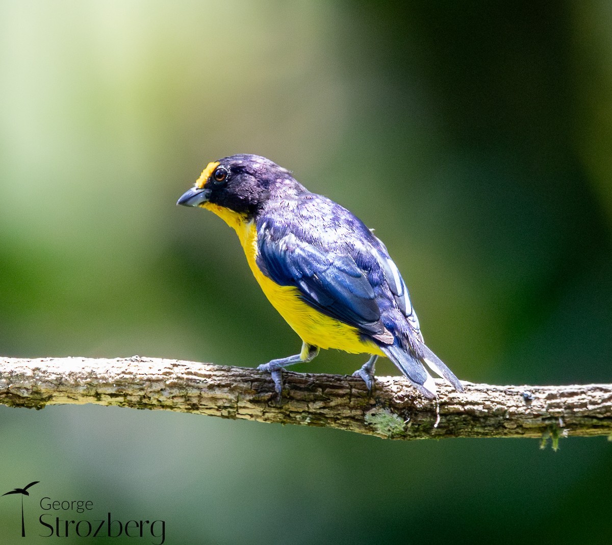 Violaceous Euphonia - ML631578070