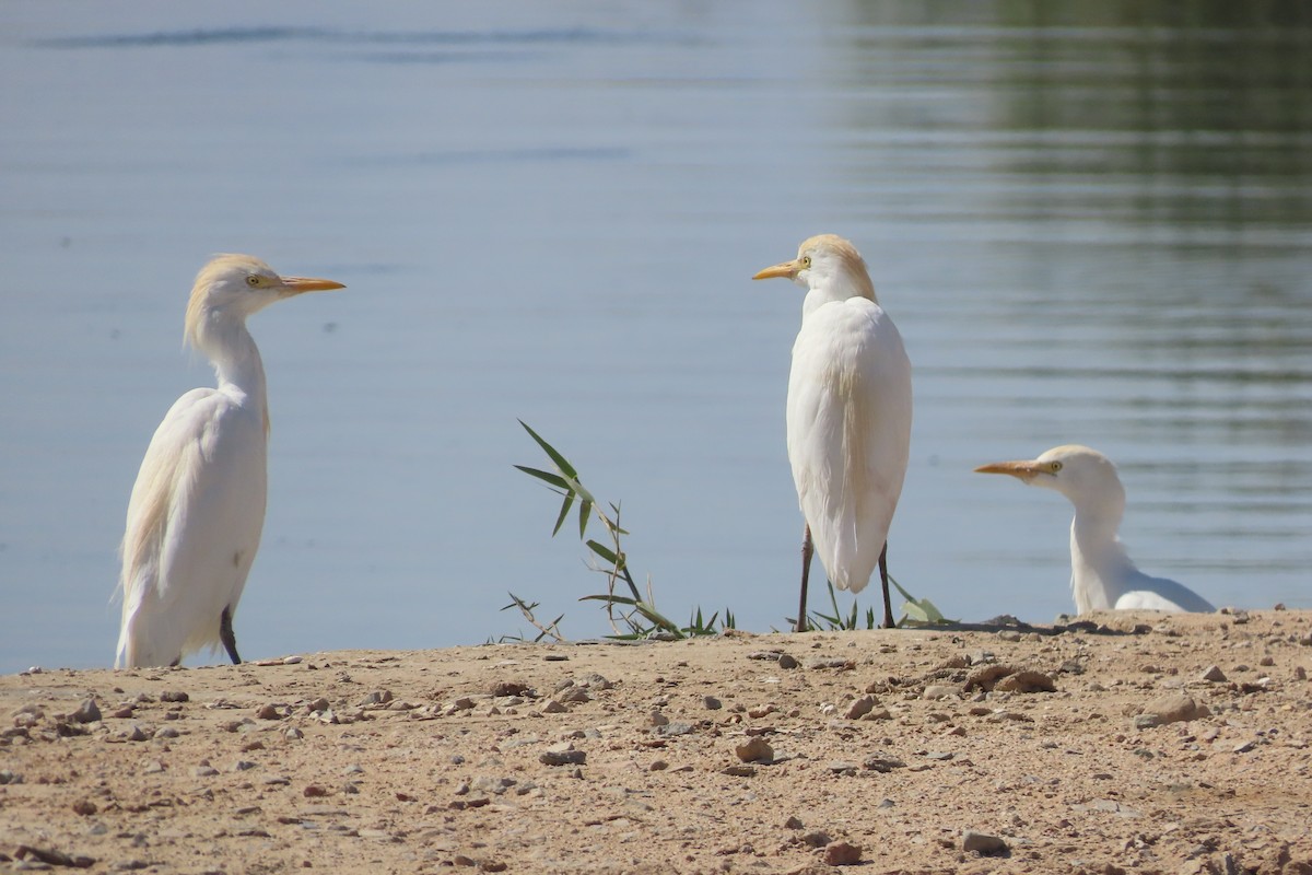 Western/Eastern Cattle-Egret - ML631578100