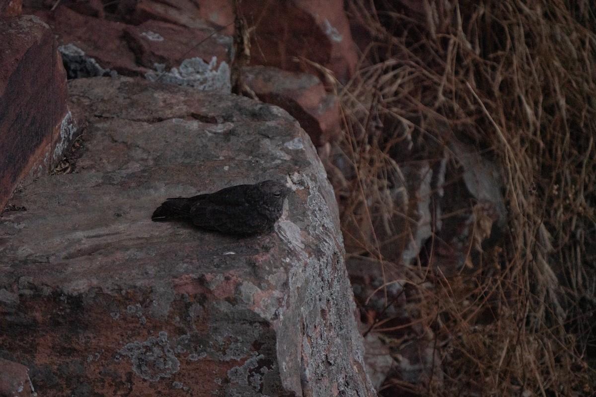 Freckled Nightjar - ML631578239