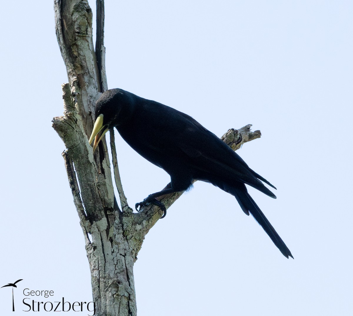 Red-rumped Cacique - ML631578255