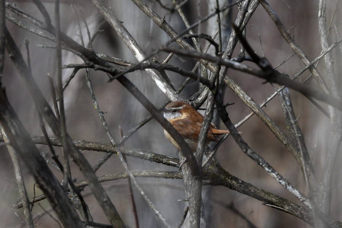Carolina Wren - ML631578292