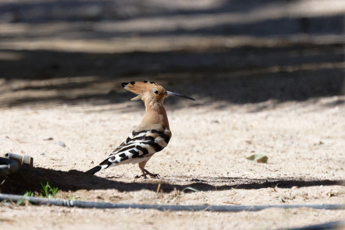 Eurasian Hoopoe - ML631578330