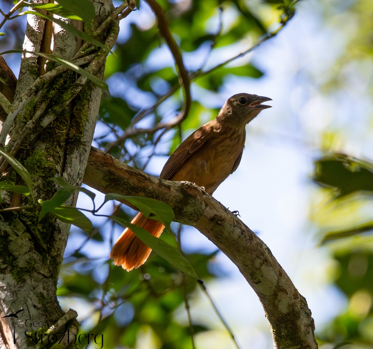Ruby-crowned Tanager - ML631578365