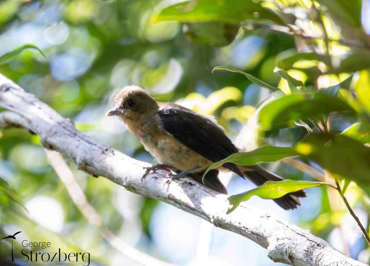 Black-goggled Tanager - ML631578369