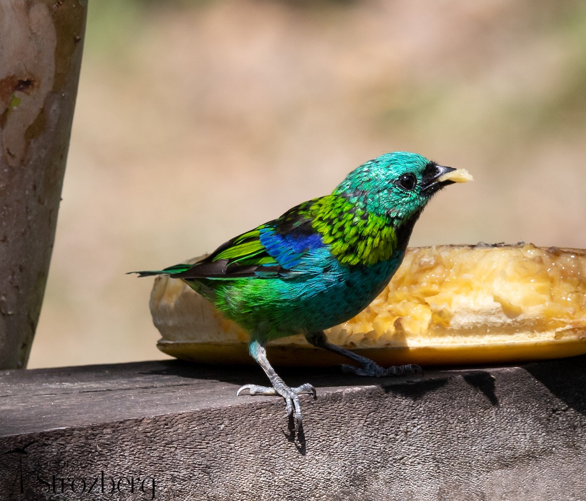 Green-headed Tanager - ML631578405