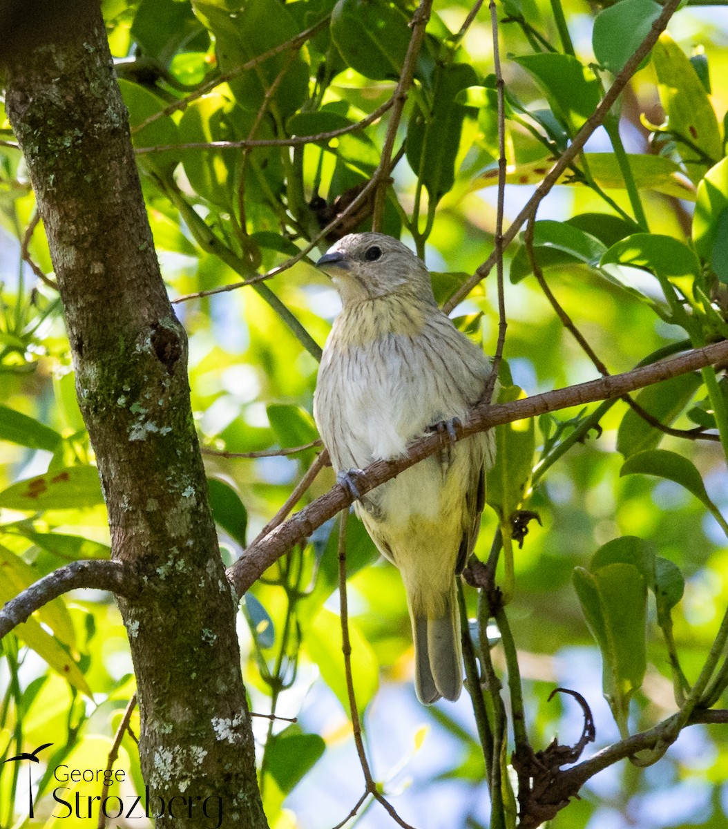 Saffron Finch - ML631578416