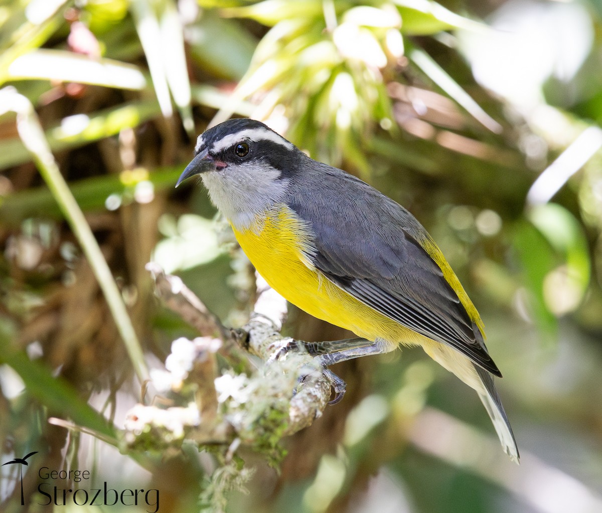 Bananaquit - ML631578428