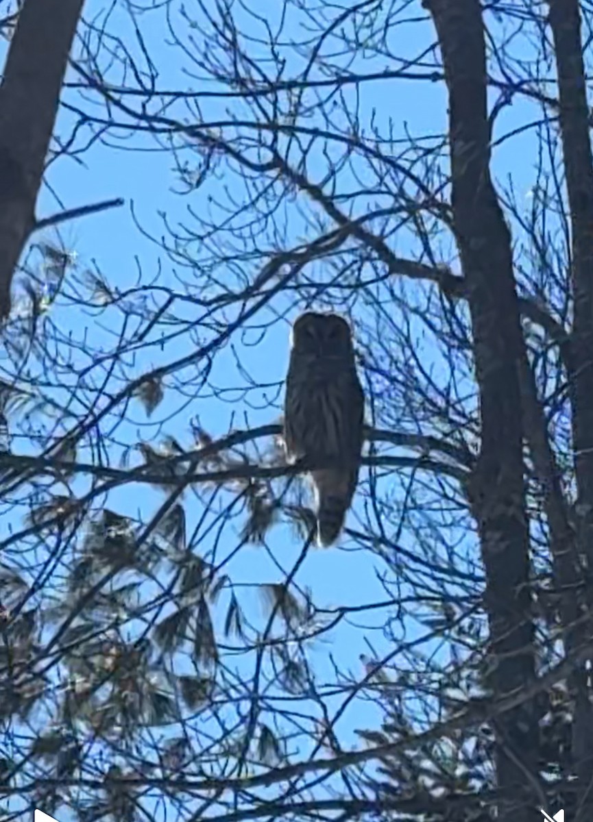 Barred Owl - ML631578495