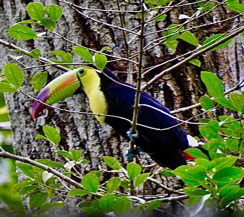 Keel-billed Toucan - ML631578528