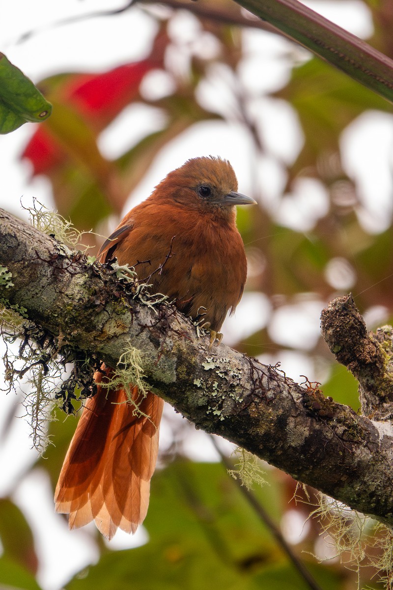 Russet-mantled Softtail - ML631578539