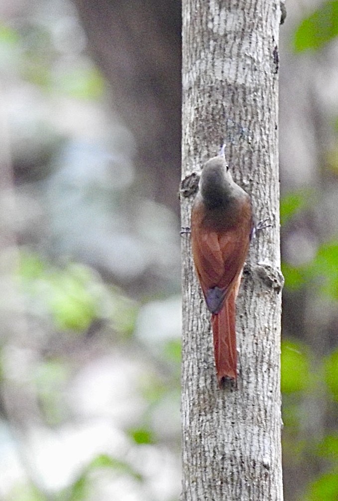 Olivaceous Woodcreeper - ML631578750