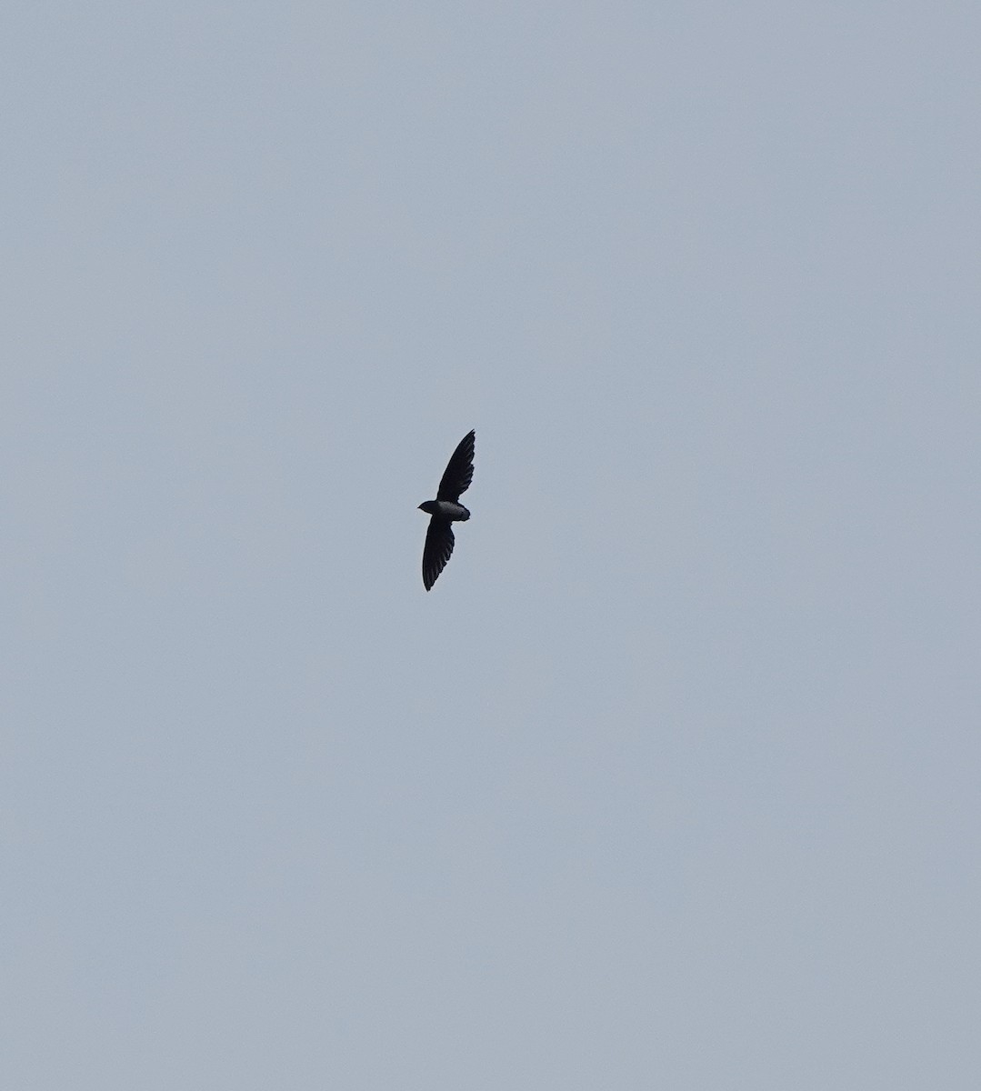 Cassin's Spinetail - ML631579000
