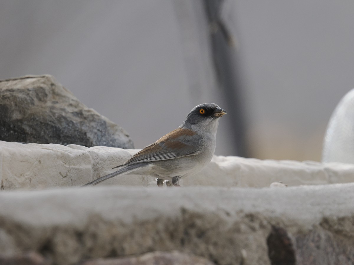 Yellow-eyed Junco - ML631579110