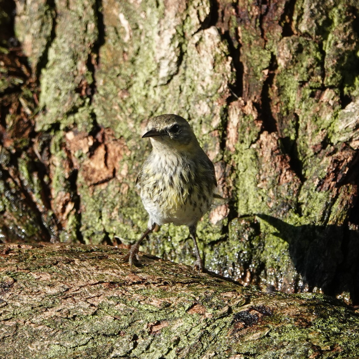Cape May Warbler - ML631579116