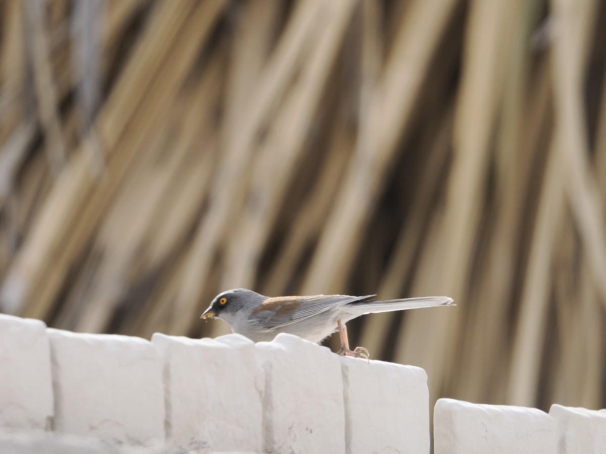 Yellow-eyed Junco - ML631579190