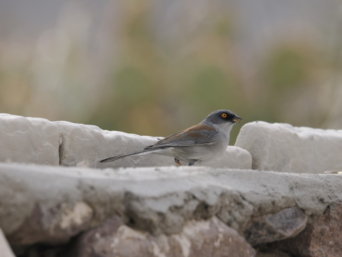 Yellow-eyed Junco - ML631579254
