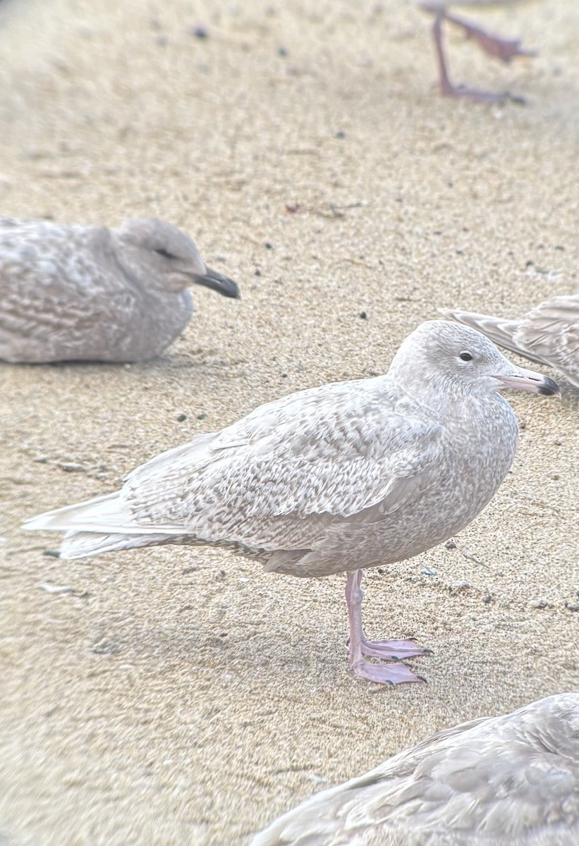 Glaucous Gull - ML631579355