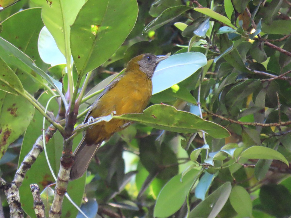 Olive-backed Tanager - ML631579451