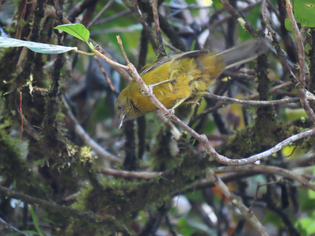 Olive-backed Tanager - ML631579452