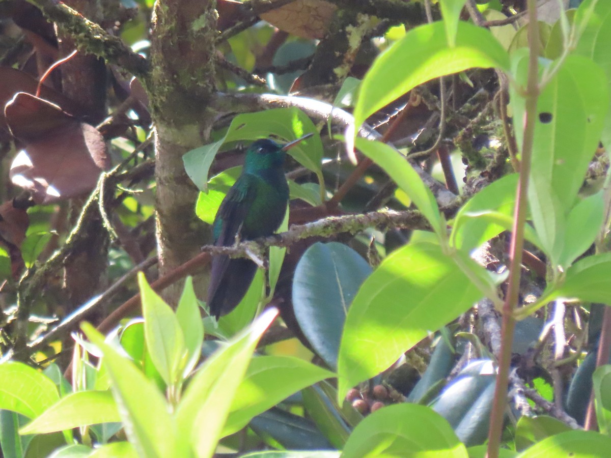 Velvet-browed Brilliant - ML631579456