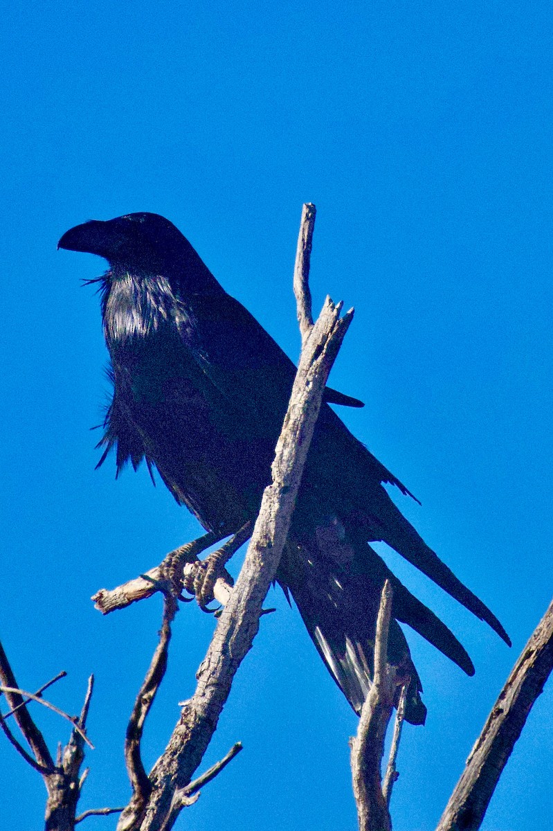 Chihuahuan Raven - ML631579465