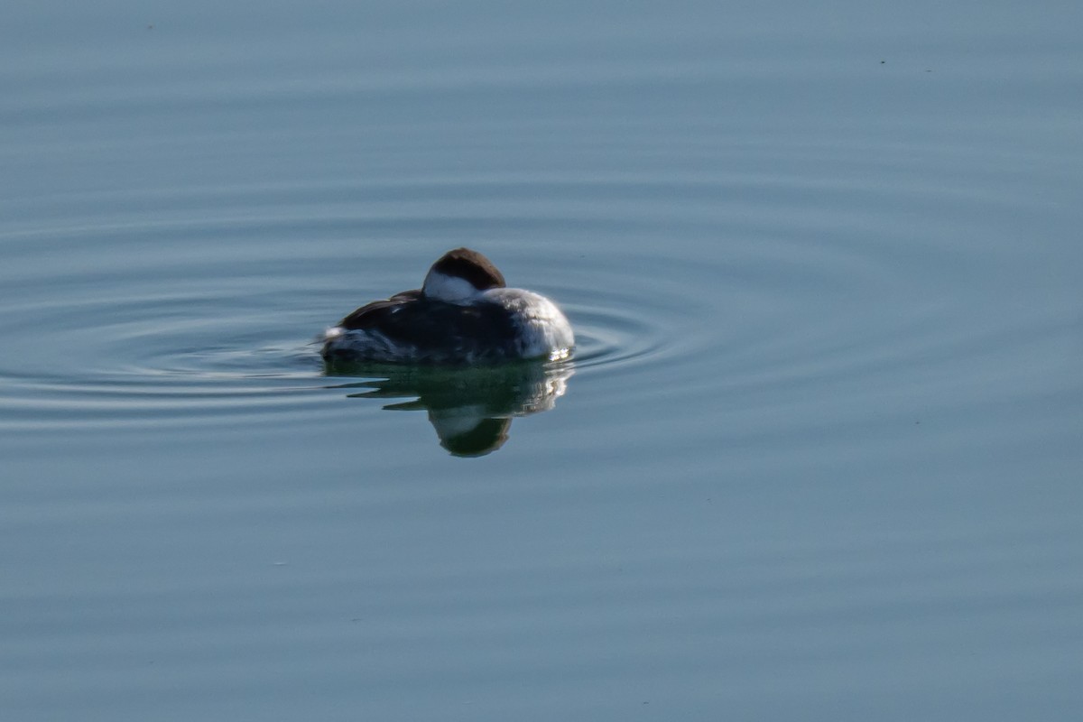 Horned Grebe - ML631579701