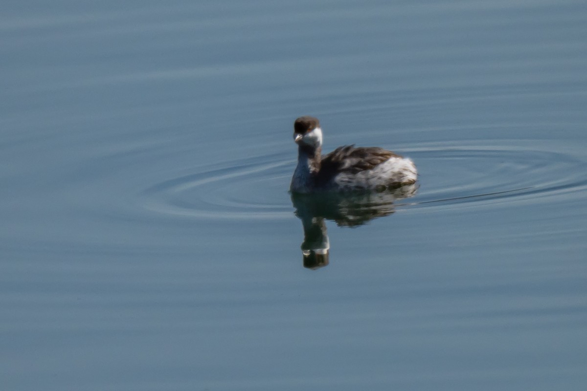 Horned Grebe - ML631579702