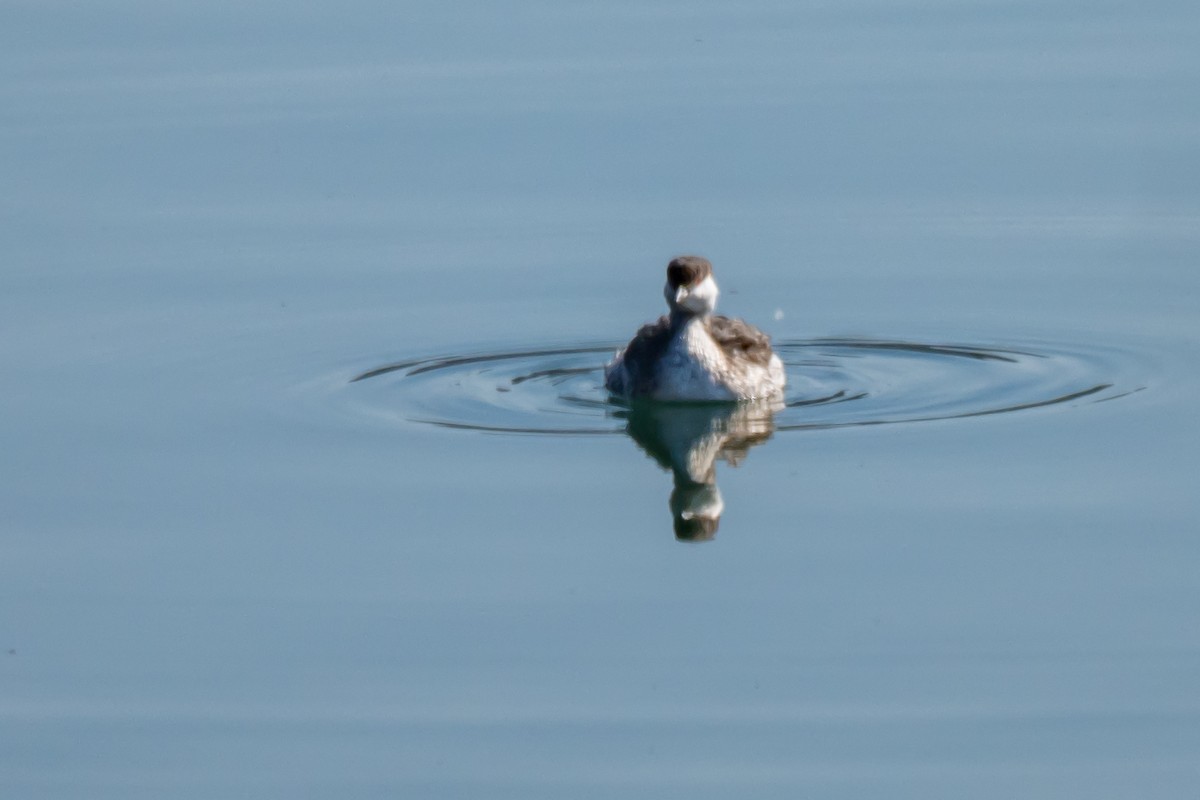 Horned Grebe - ML631579703