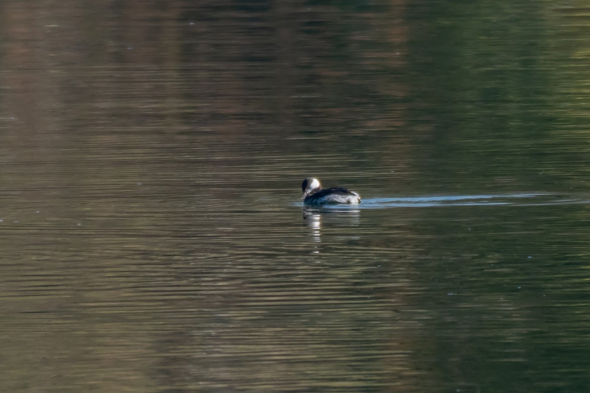 Horned Grebe - ML631579704
