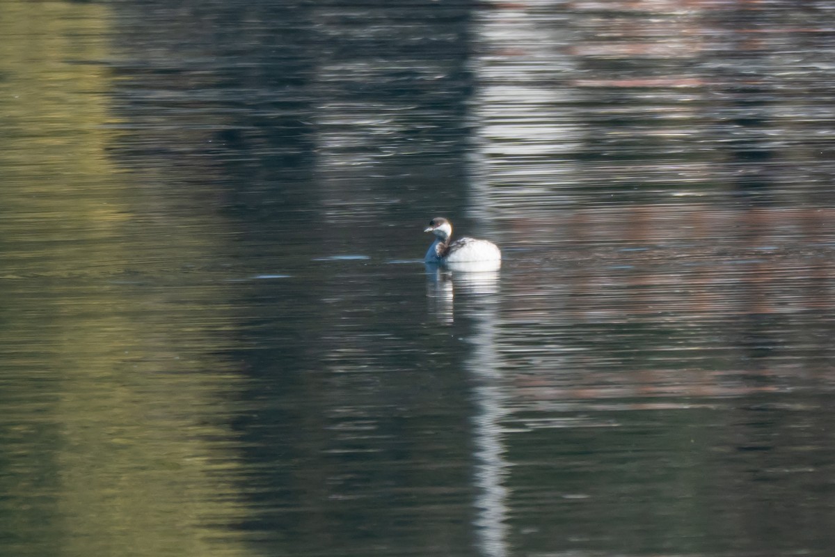 Horned Grebe - ML631579705