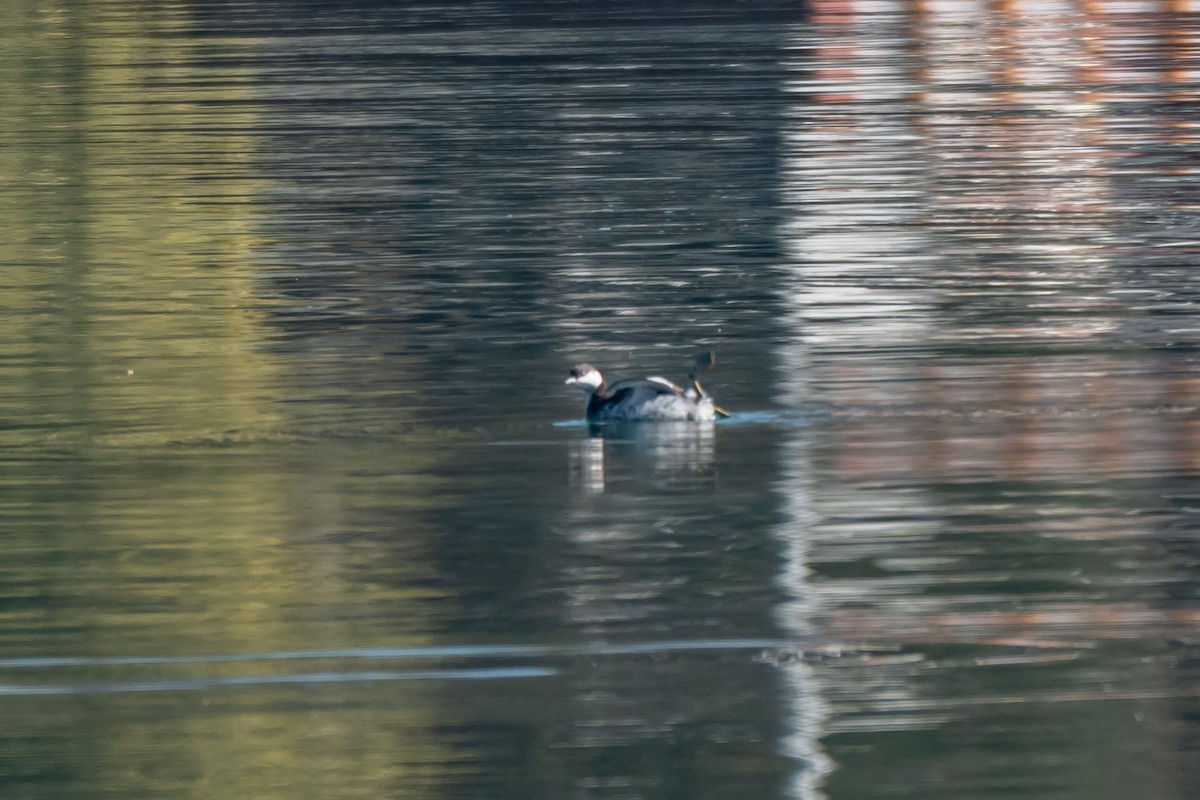Horned Grebe - ML631579706