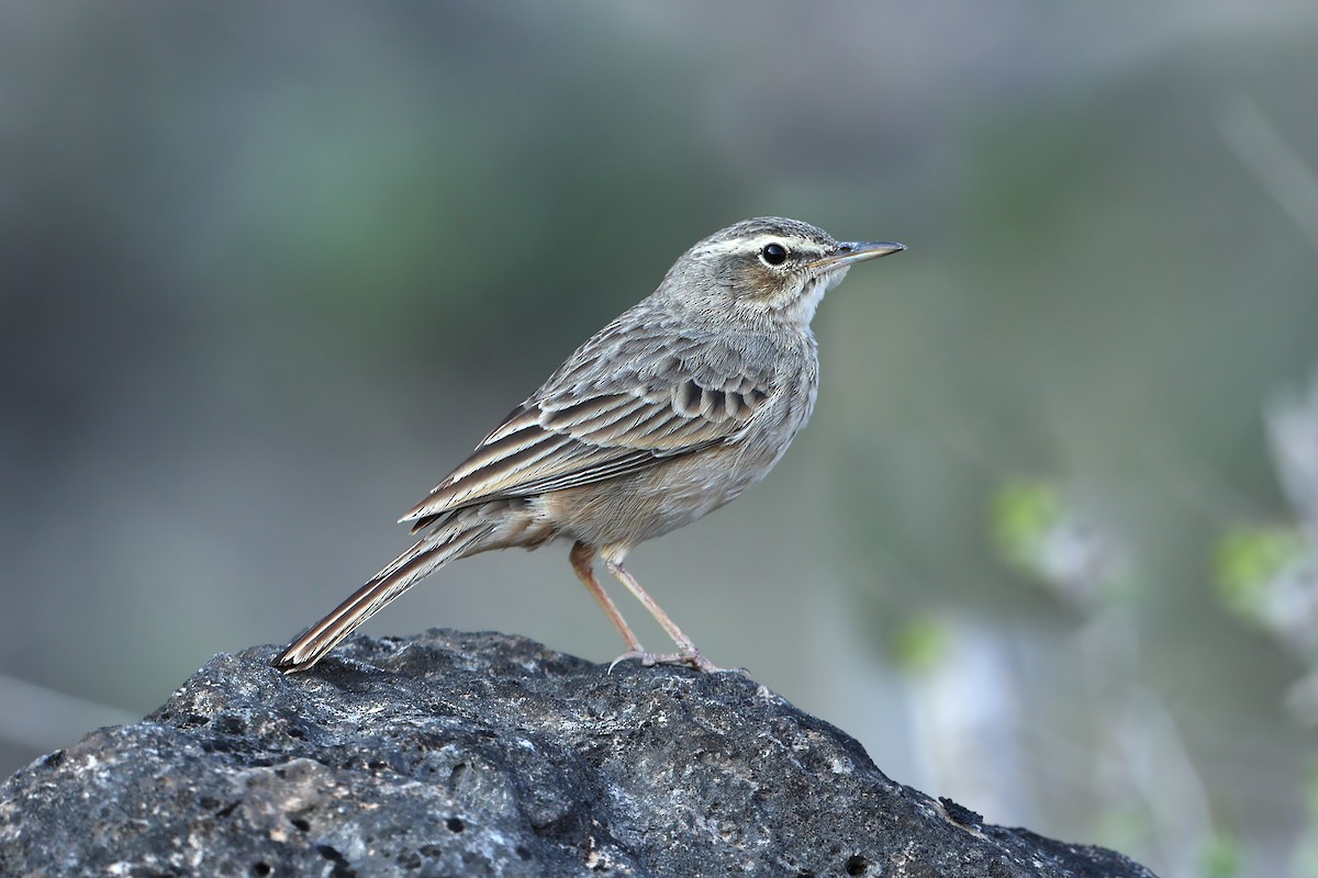 Long-billed Pipit - ML631579723