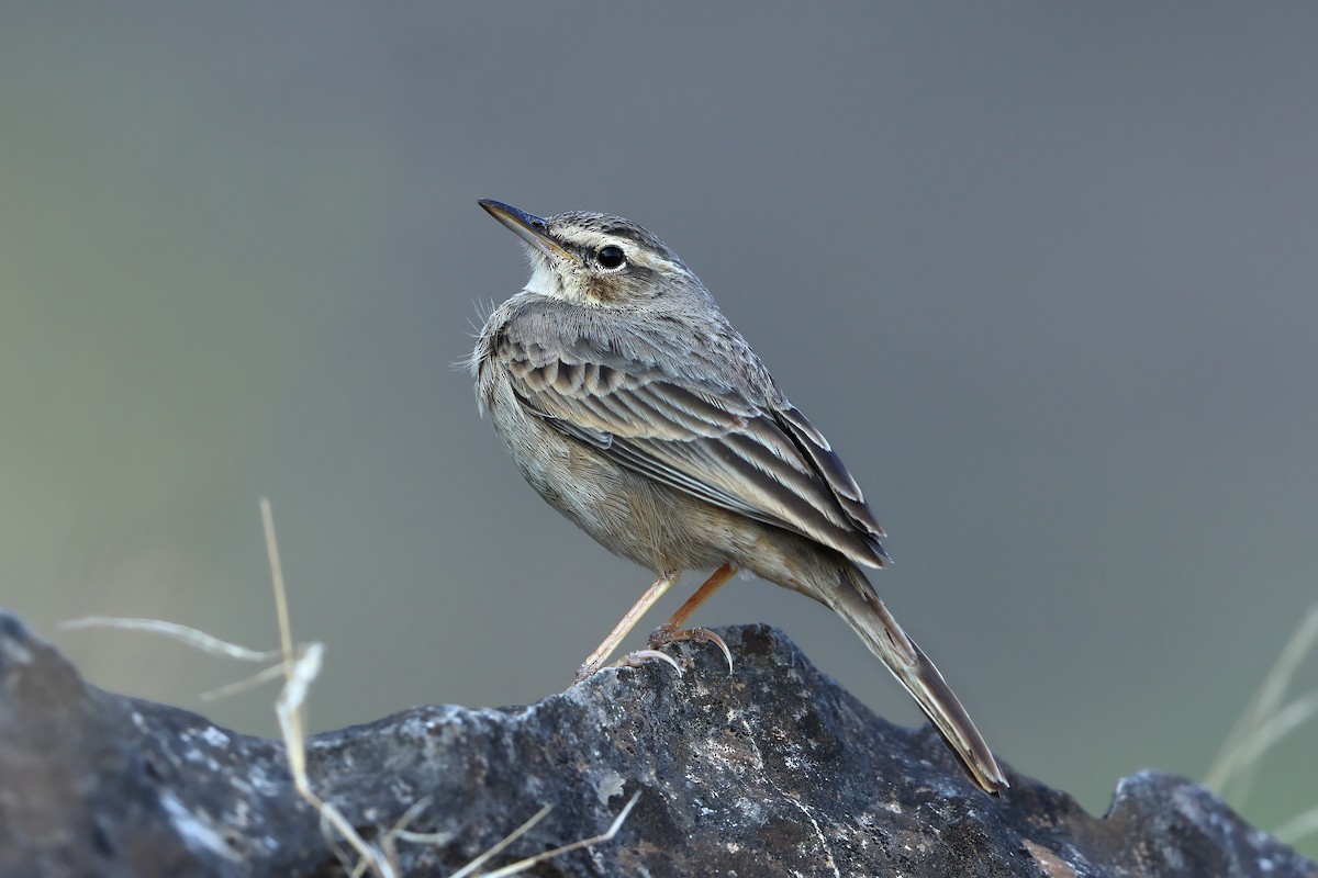 Long-billed Pipit - ML631579724