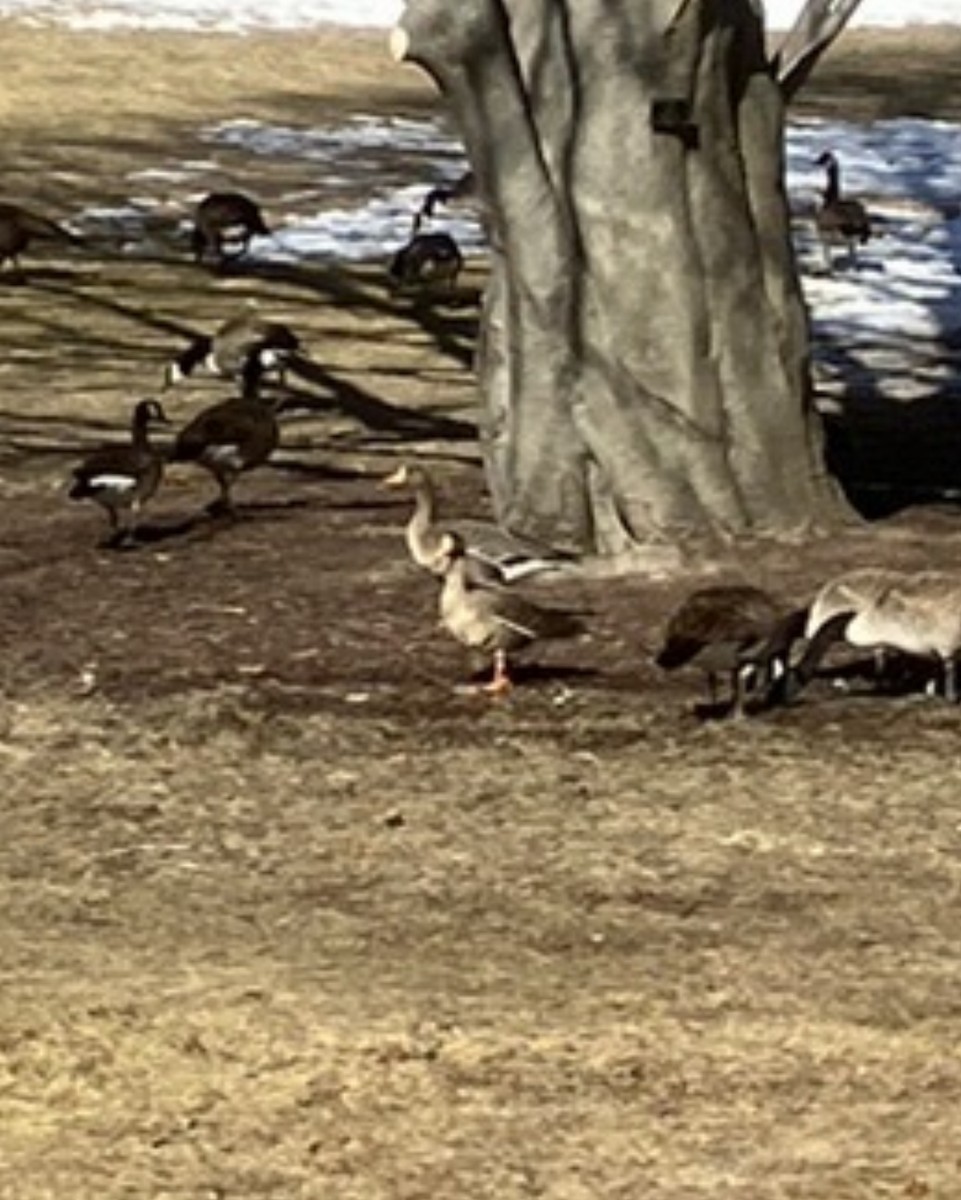Greater White-fronted Goose - ML631579754