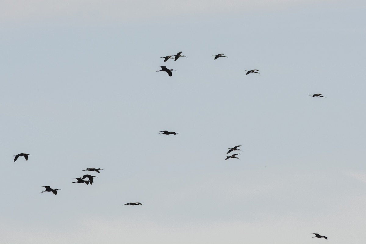 White-faced Ibis - ML631579780